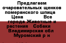 Предлагаем очаровательных щенков померанского шпица › Цена ­ 15 000 - Все города Животные и растения » Собаки   . Владимирская обл.,Муромский р-н